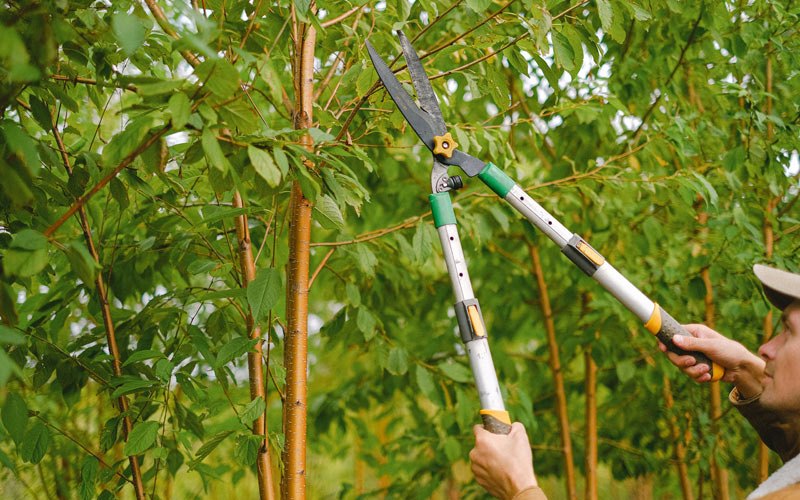Tree trimming in Sheyenne, ND