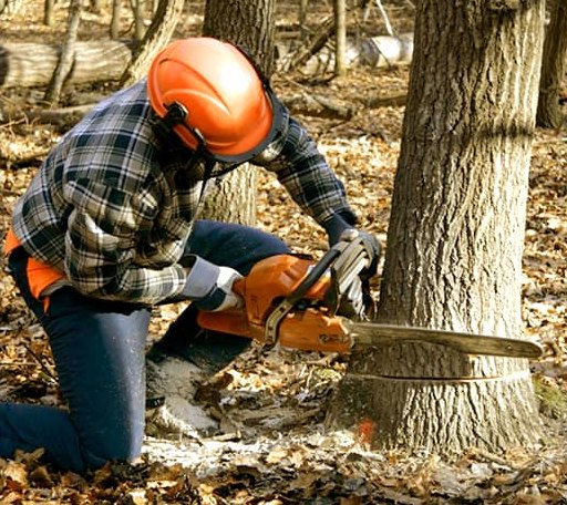 Tree Removal in Sheyenne, ND